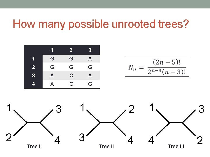 How many possible unrooted trees? 1 2 3 1 G G A 2 G