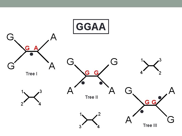 G GGAA A G A Tree I 1 2 3 G G A Tree