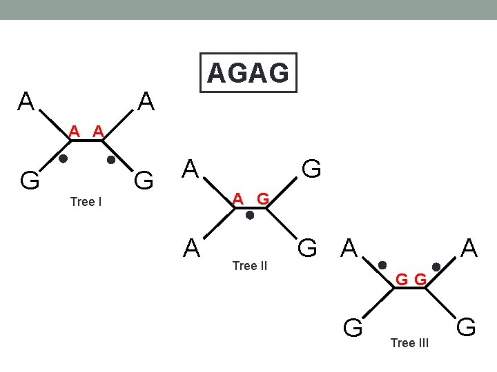 A AGAG A A A G Tree I G A G A Tree II