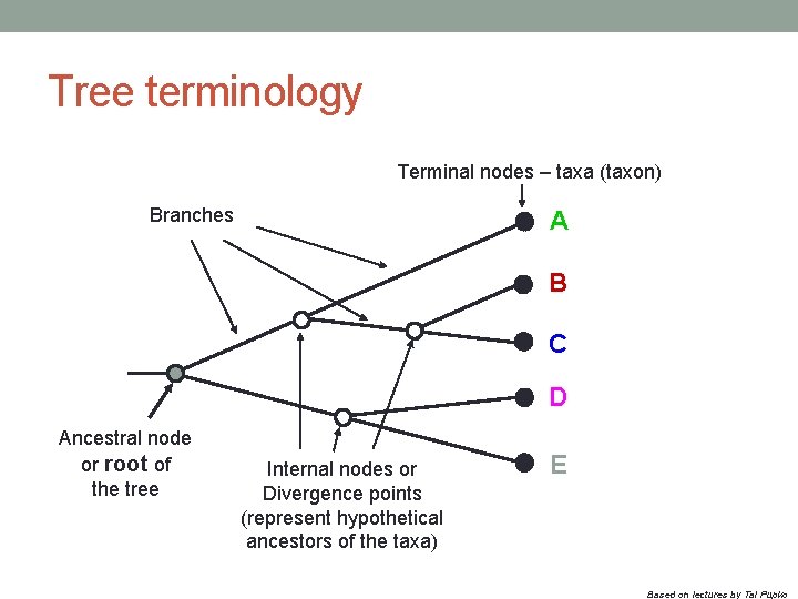 Tree terminology Terminal nodes – taxa (taxon) Branches A B C D Ancestral node