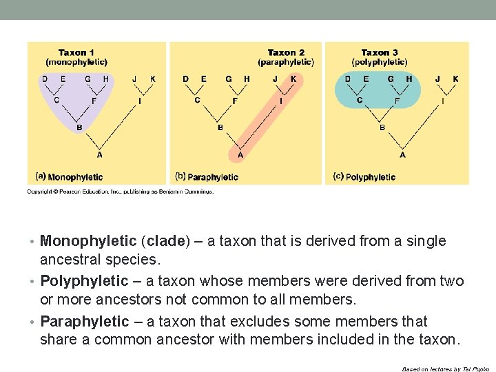  • Monophyletic (clade) – a taxon that is derived from a single ancestral