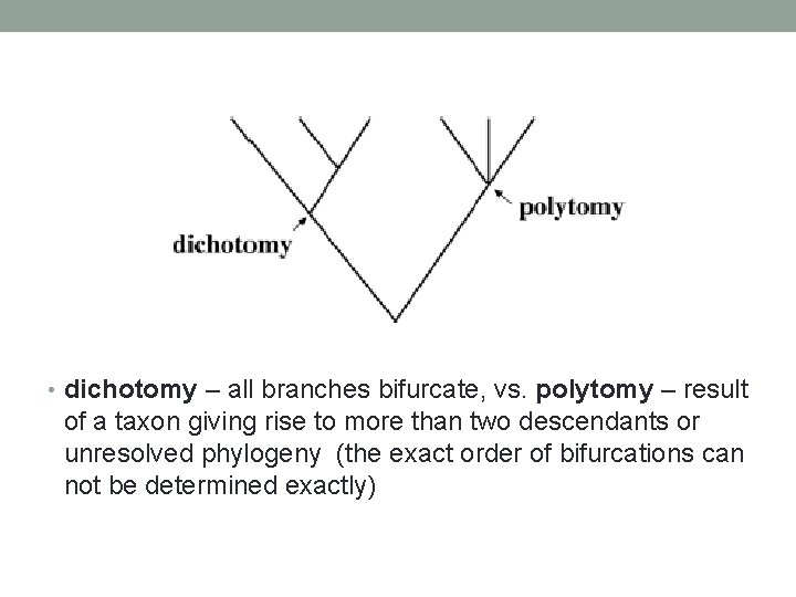  • dichotomy – all branches bifurcate, vs. polytomy – result of a taxon