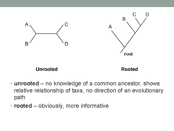  • unrooted – no knowledge of a common ancestor, shows relative relationship of