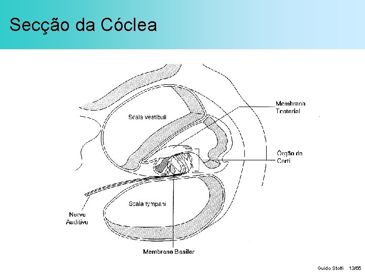 Secção da Cóclea Guido Stolfi 13/65 