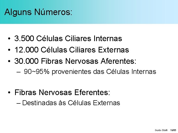 Alguns Números: • 3. 500 Células Ciliares Internas • 12. 000 Células Ciliares Externas