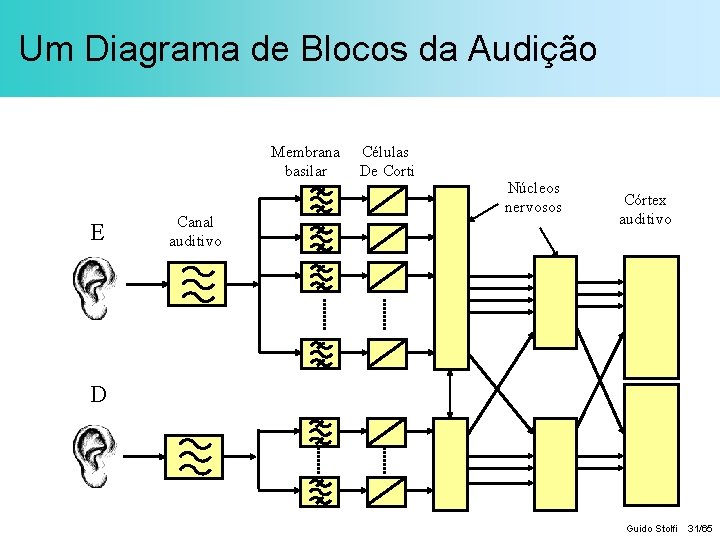 Um Diagrama de Blocos da Audição Membrana basilar E Canal auditivo Células De Corti