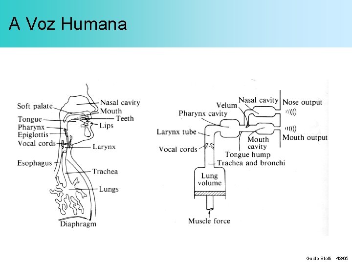 A Voz Humana Guido Stolfi 43/65 