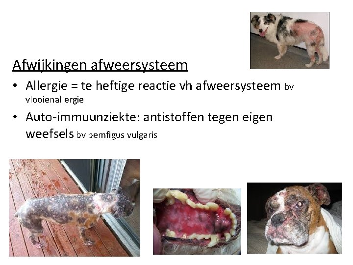 Afwijkingen afweersysteem • Allergie = te heftige reactie vh afweersysteem bv vlooienallergie • Auto-immuunziekte: