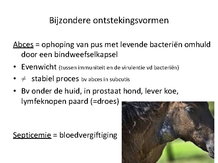 Bijzondere ontstekingsvormen Abces = ophoping van pus met levende bacteriën omhuld door een bindweefselkapsel