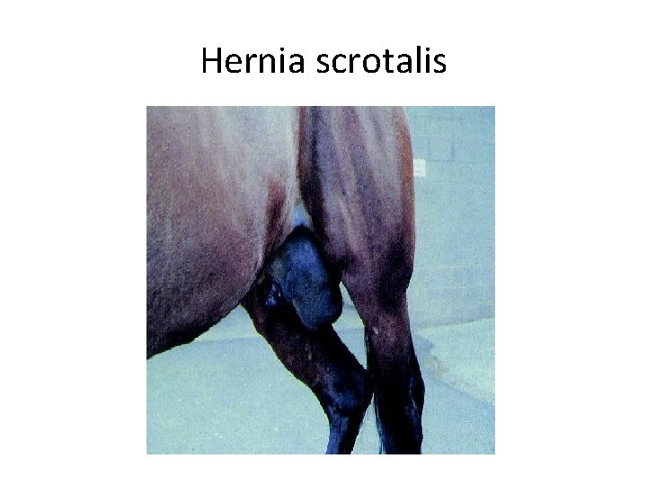 Hernia scrotalis 