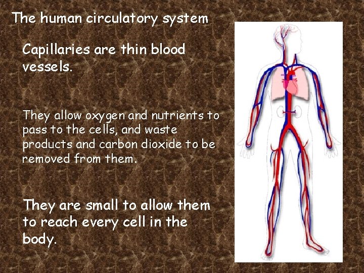 The human circulatory system Capillaries are thin blood vessels. They allow oxygen and nutrients