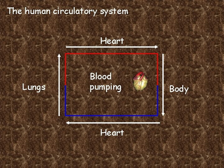 The human circulatory system Heart Lungs Blood pumping Heart Body 