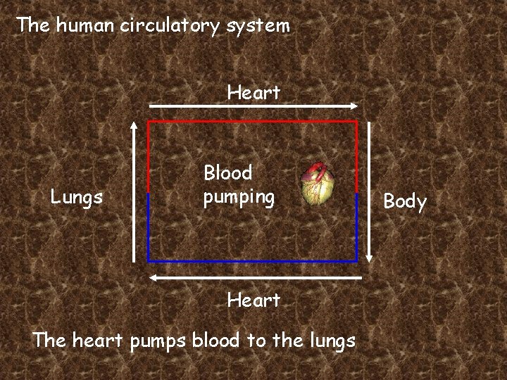 The human circulatory system Heart Lungs Blood pumping Heart The heart pumps blood to