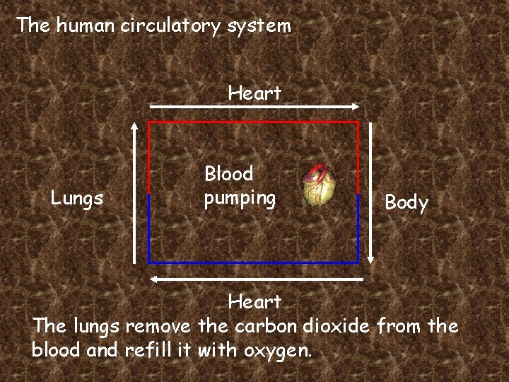 The human circulatory system Heart Lungs Blood pumping Body Heart The lungs remove the