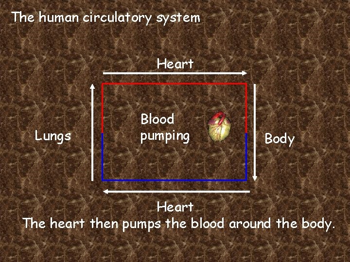 The human circulatory system Heart Lungs Blood pumping Body Heart The heart then pumps