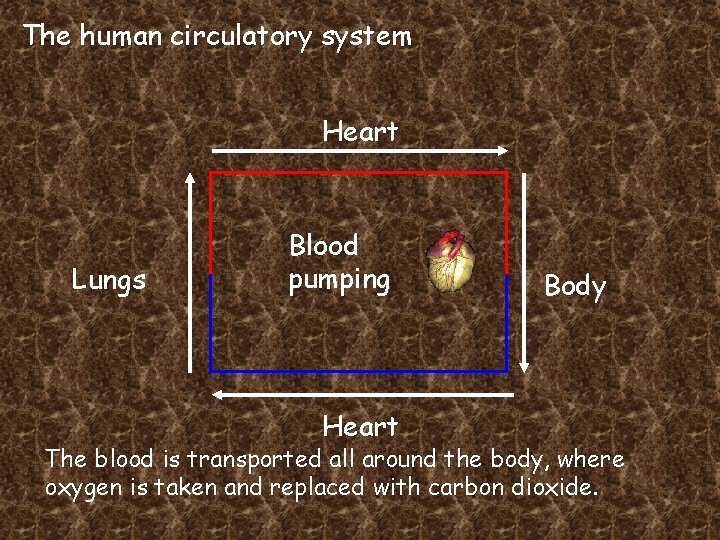 The human circulatory system Heart Lungs Blood pumping Heart Body The blood is transported