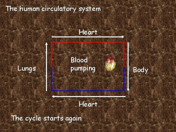 The human circulatory system Heart Lungs Blood pumping Heart The cycle starts again Body