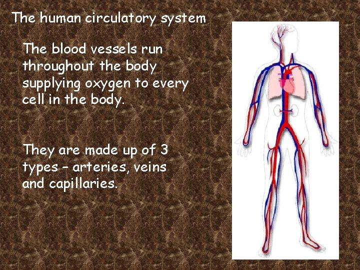 The human circulatory system The blood vessels run throughout the body supplying oxygen to