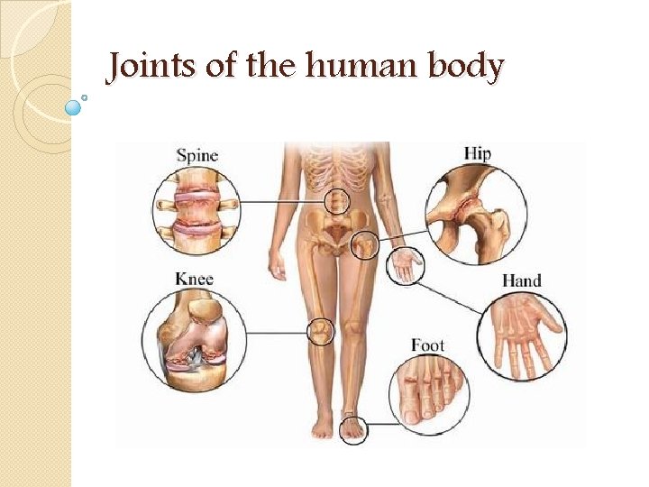 Joints of the human body 