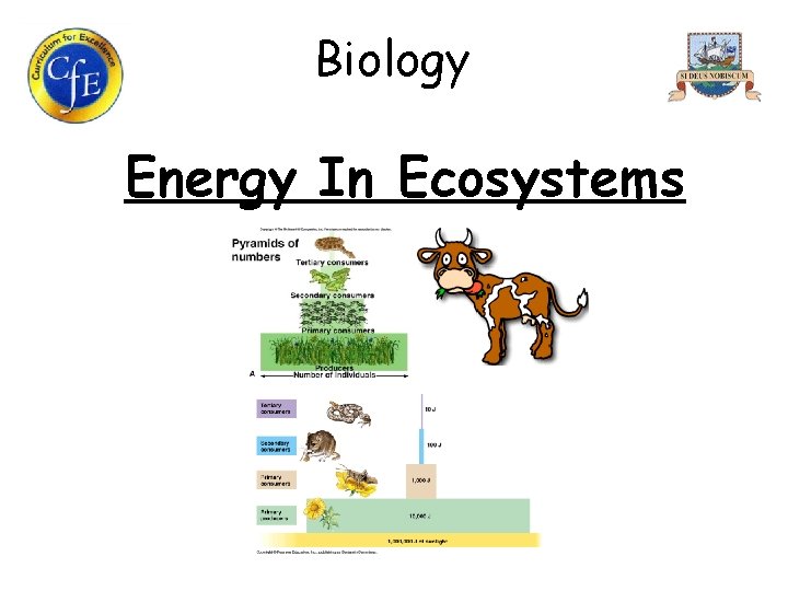 Biology Energy In Ecosystems 