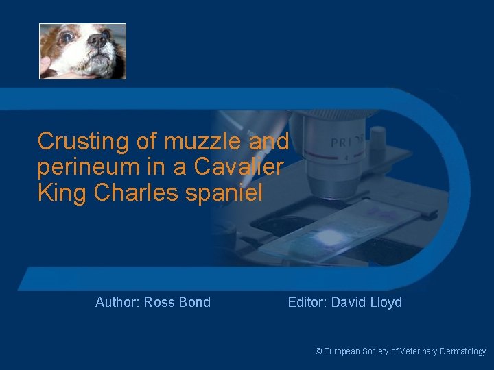 Crusting of muzzle and perineum in a Cavalier King Charles spaniel Author: Ross Bond