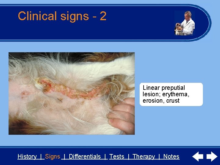 Clinical signs - 2 Linear preputial lesion; erythema, erosion, crust History | Signs |