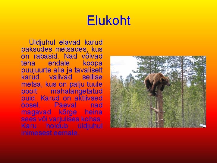 Elukoht Üldjuhul elavad karud paksudes metsades, kus on rabasid. Nad võivad teha endale koopa