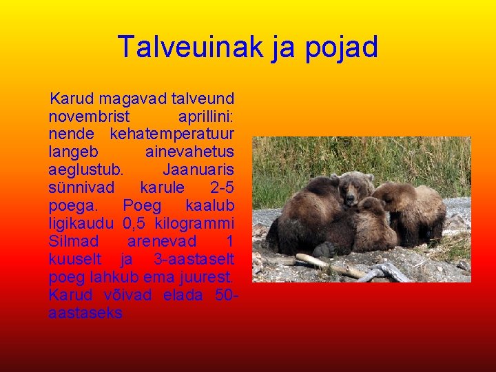 Talveuinak ja pojad Karud magavad talveund novembrist aprillini: nende kehatemperatuur langeb ainevahetus aeglustub. Jaanuaris