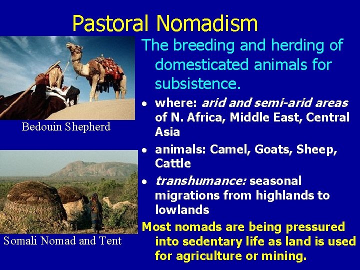 Pastoral Nomadism The breeding and herding of domesticated animals for subsistence. Bedouin Shepherd Somali