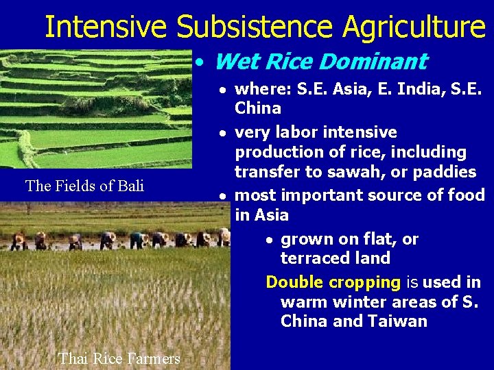 Intensive Subsistence Agriculture • Wet Rice Dominant The Fields of Bali Thai Rice Farmers