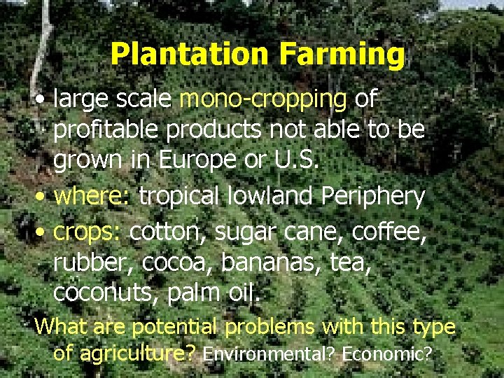 Plantation Farming • large scale mono-cropping of profitable products not able to be grown