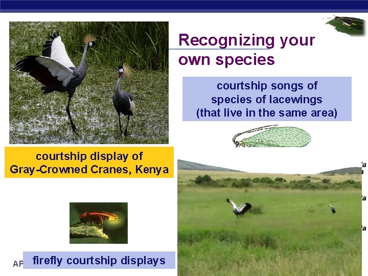 Recognizing your own species courtship songs of species of lacewings (that live in the