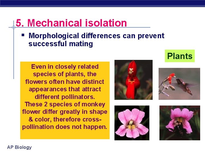 5. Mechanical isolation § Morphological differences can prevent successful mating Plants Even in closely