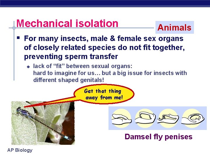 Mechanical isolation Animals § For many insects, male & female sex organs of closely