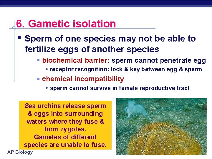 6. Gametic isolation § Sperm of one species may not be able to fertilize