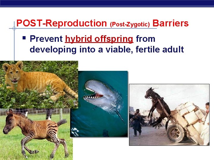 POST-Reproduction (Post-Zygotic) Barriers § Prevent hybrid offspring from developing into a viable, fertile adult