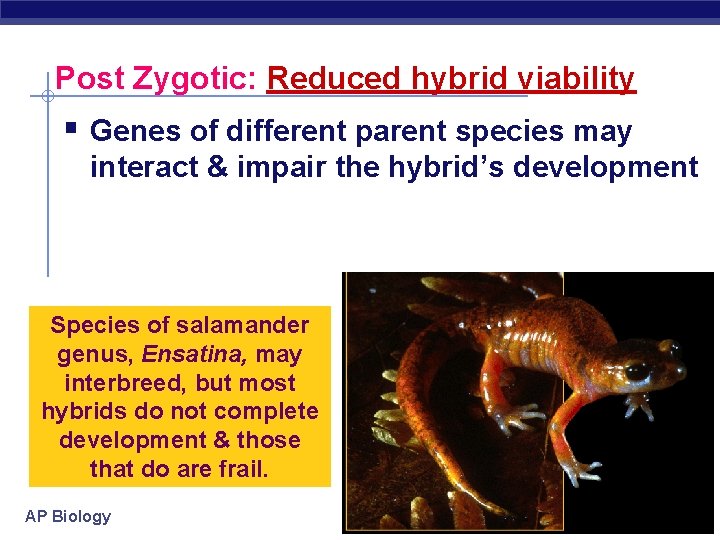 Post Zygotic: Reduced hybrid viability § Genes of different parent species may interact &