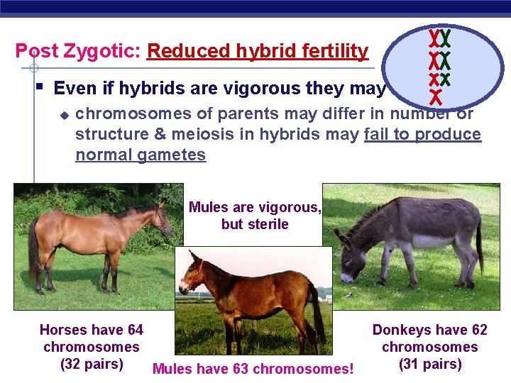 Post Zygotic: Reduced hybrid fertility § Even if hybrids are vigorous they may be