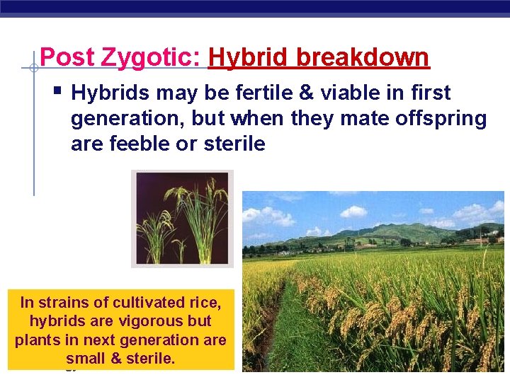 Post Zygotic: Hybrid breakdown § Hybrids may be fertile & viable in first generation,
