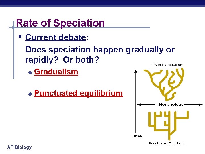 Rate of Speciation § Current debate: Does speciation happen gradually or rapidly? Or both?