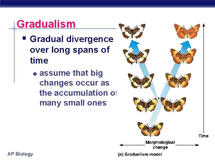 Gradualism § Gradual divergence over long spans of time u AP Biology assume that