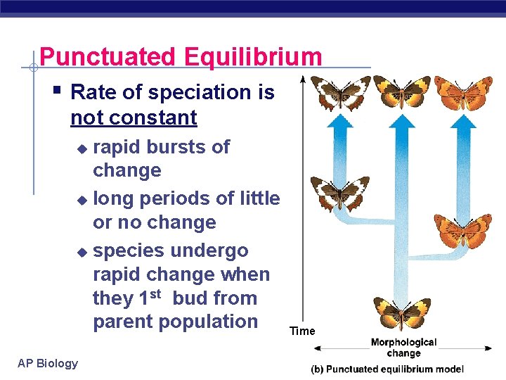 Punctuated Equilibrium § Rate of speciation is not constant rapid bursts of change u