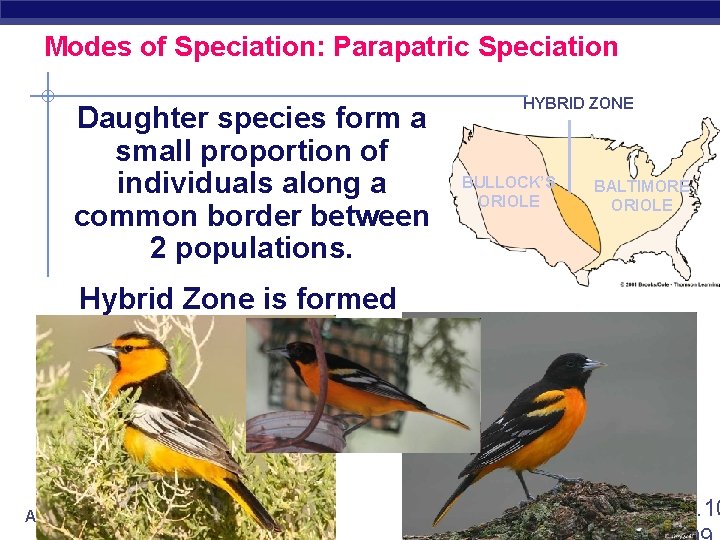 Modes of Speciation: Parapatric Speciation Daughter species form a small proportion of individuals along