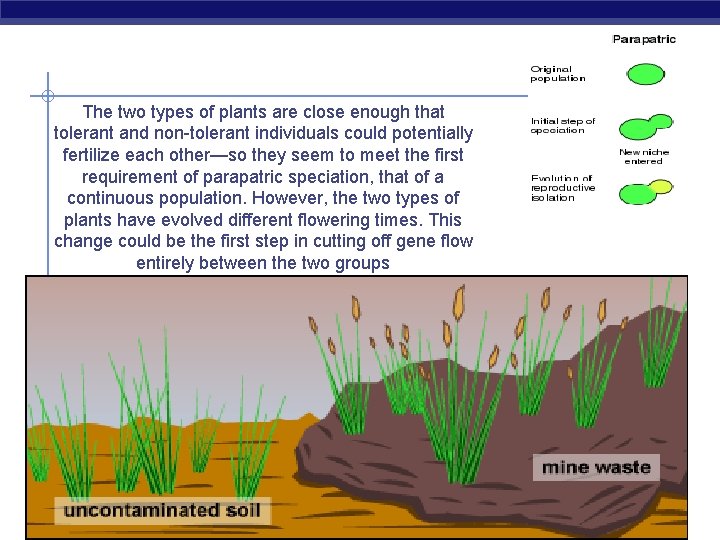 The two types of plants are close enough that tolerant and non-tolerant individuals could