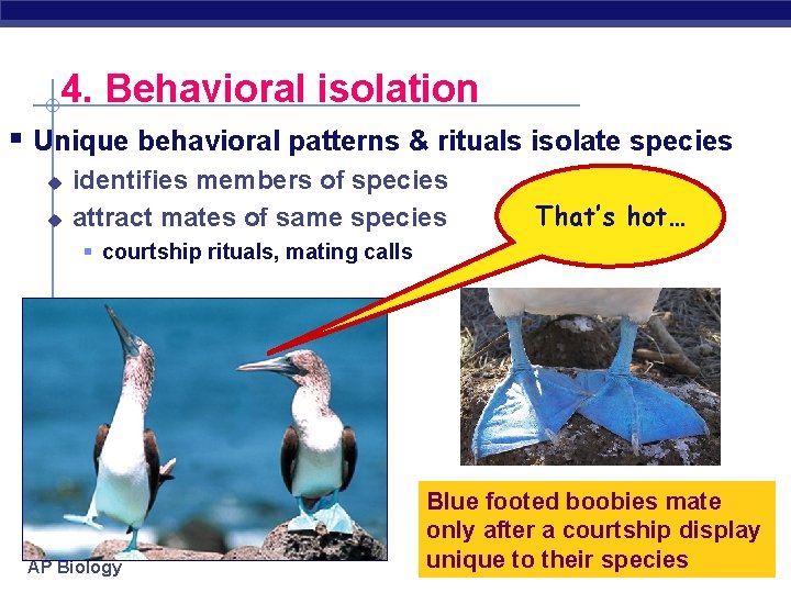 4. Behavioral isolation § Unique behavioral patterns & rituals isolate species u u identifies