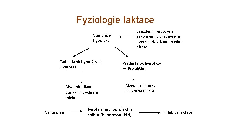 Fyziologie laktace Dráždění nervových zakončení v bradavce a dvorci, efektivním sáním dítěte Stimulace hypofýzy