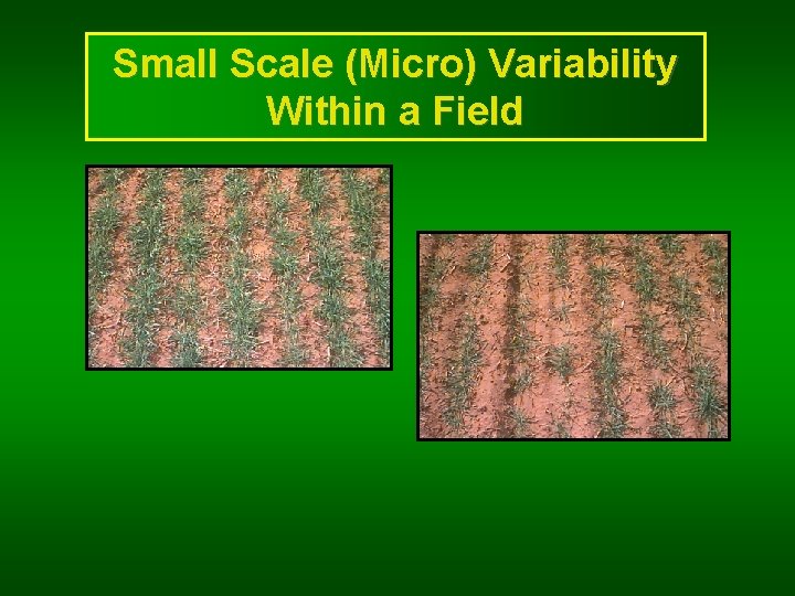 Small Scale (Micro) Variability Within a Field 