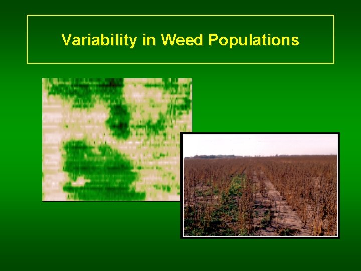 Variability in Weed Populations 