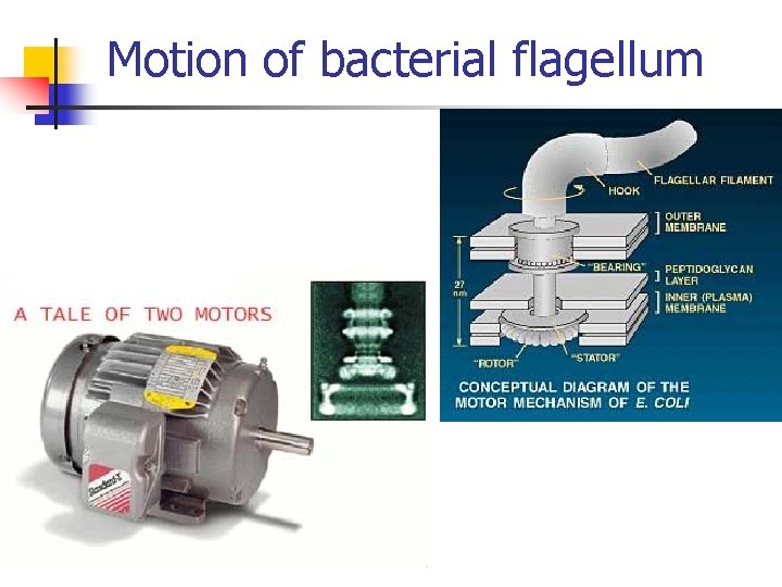 Motion of bacterial flagellum 