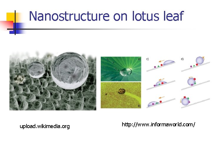 Nanostructure on lotus leaf upload. wikimedia. org http: //www. informaworld. com/ 